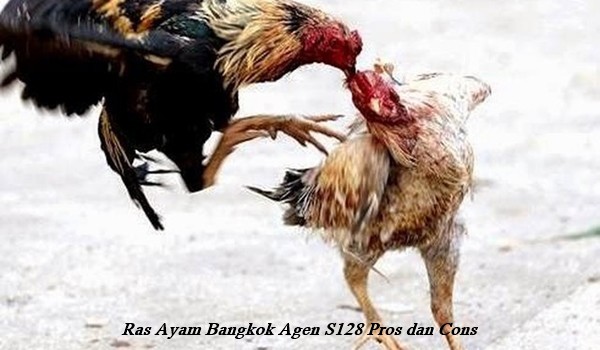 Ras Ayam Bangkok Agen S128 Pros dan Cons